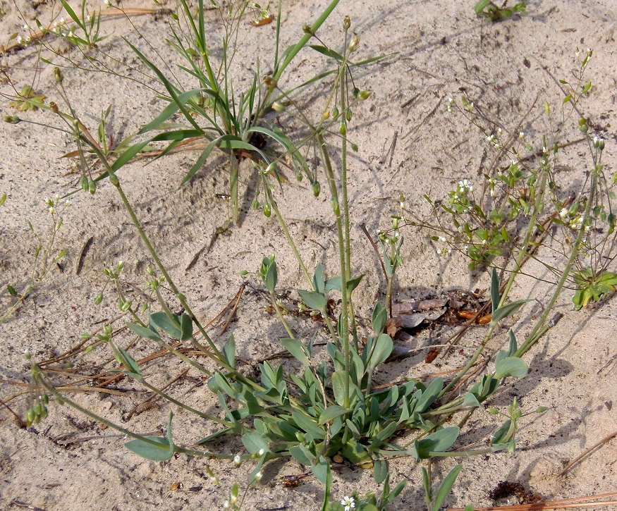 Image of Holosteum umbellatum specimen.