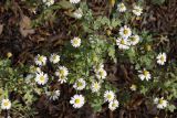 Pyrethrum parthenifolium