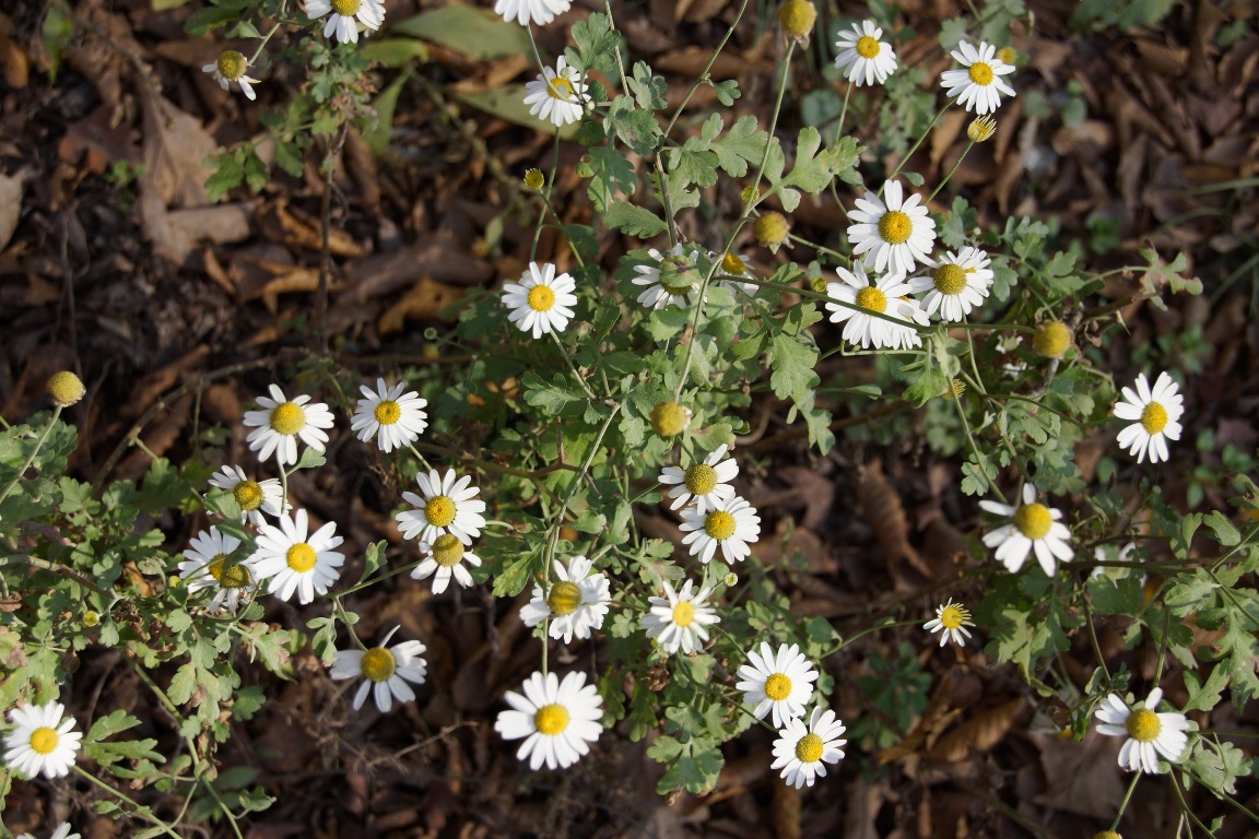 Изображение особи Pyrethrum parthenifolium.