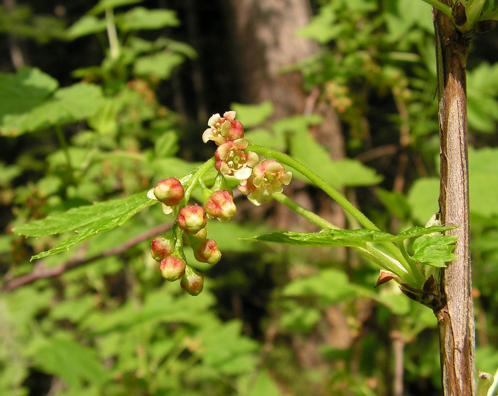 Изображение особи Ribes pallidiflorum.