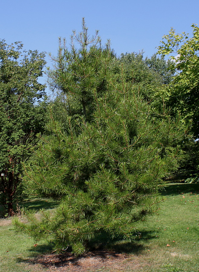 Image of Pinus bungeana specimen.