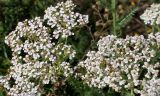 Achillea aspleniifolia