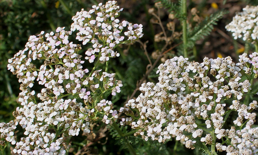 Image of Achillea aspleniifolia specimen.