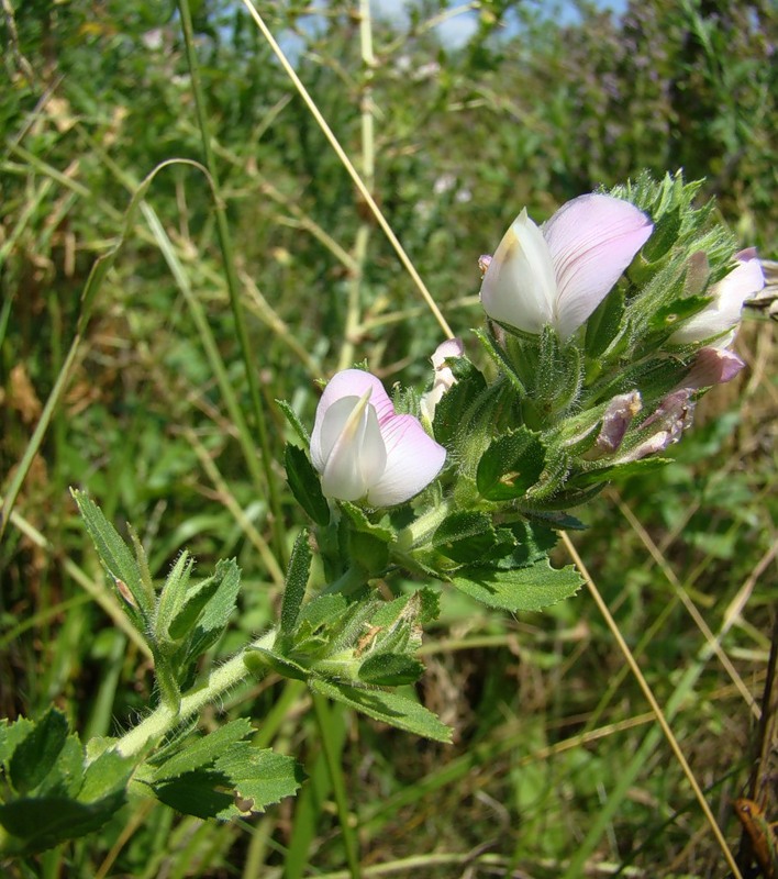 Image of Ononis arvensis specimen.
