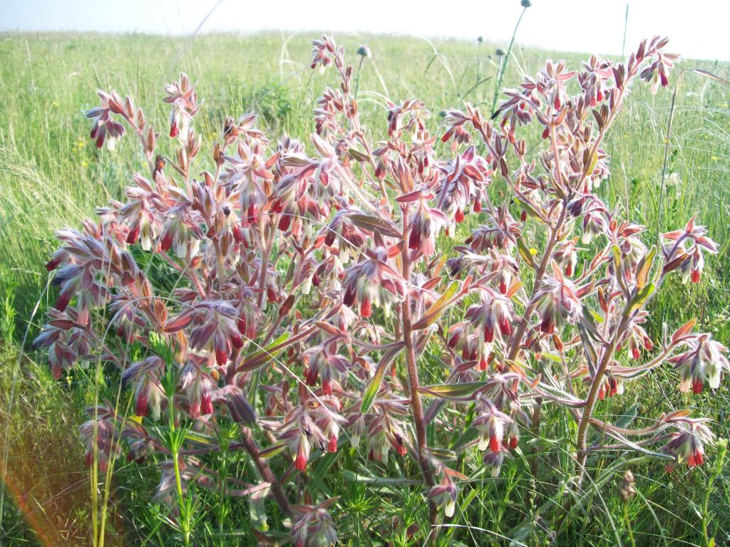 Image of Onosma polychroma specimen.