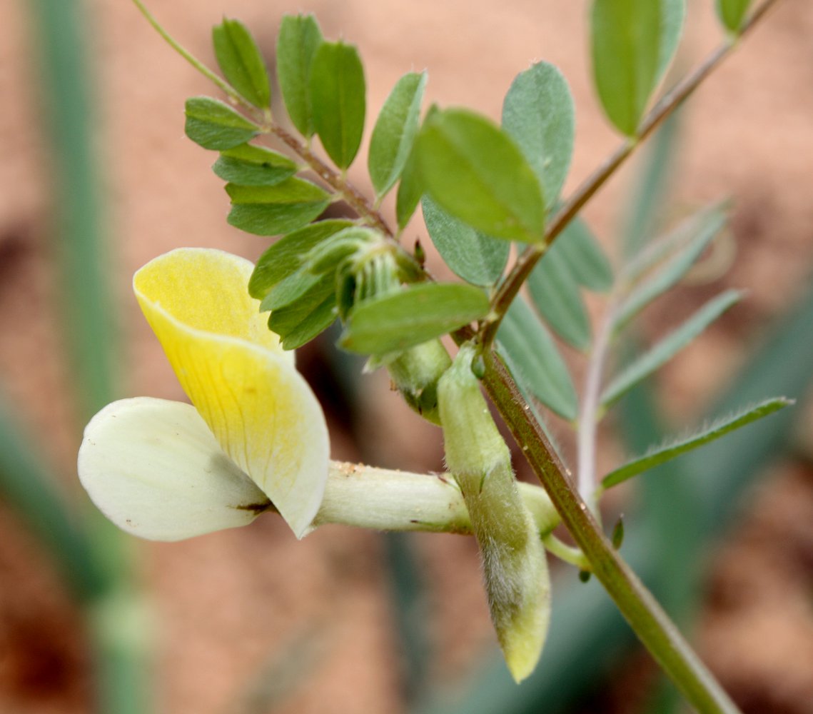 Image of Vicia hybrida specimen.