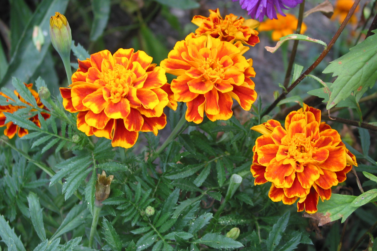 Изображение особи Tagetes patula.