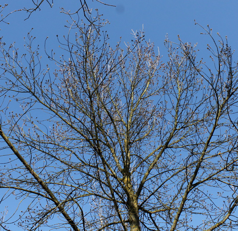 Image of Acer negundo specimen.