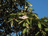 Rhododendron calophytum