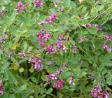 Lespedeza bicolor