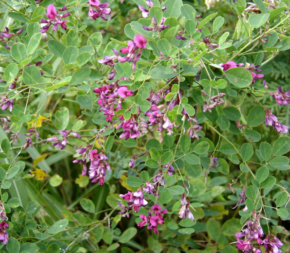 Изображение особи Lespedeza bicolor.