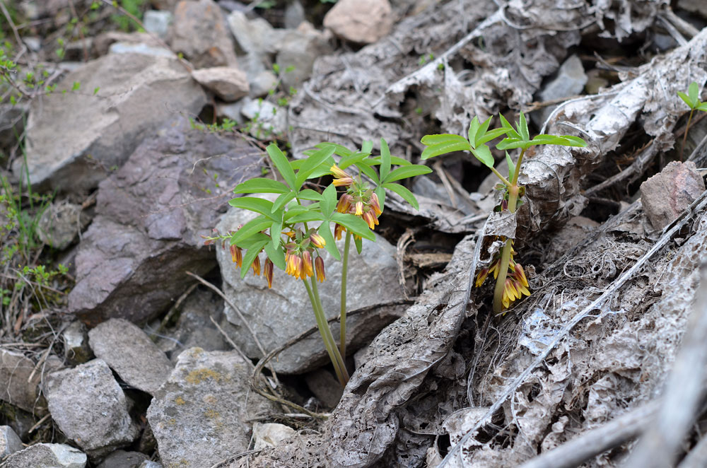 Изображение особи Gymnospermium alberti.