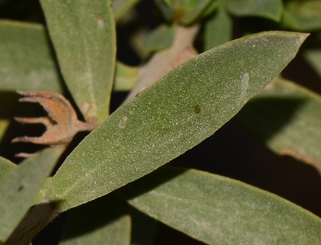 Image of Eremophila maculata specimen.