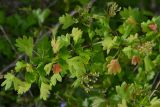 Crataegus taurica