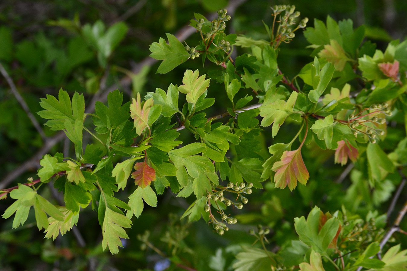 Изображение особи Crataegus taurica.