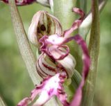 Himantoglossum adriaticum. Цветки. Словения, окр. дер. Грачище (Gračišče), под пологом отдельных деревьев на склоне к дороге. 09.05.2014.