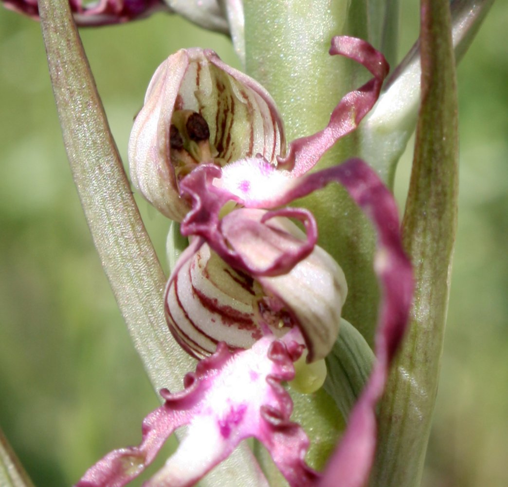 Изображение особи Himantoglossum adriaticum.