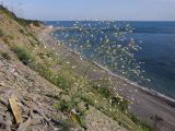 Crambe koktebelica