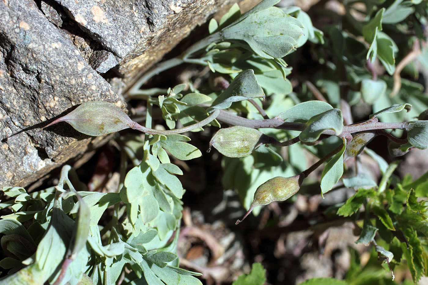 Изображение особи Corydalis darwasica.