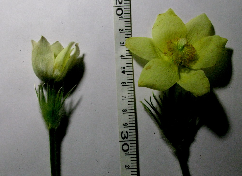 Изображение особи Pulsatilla orientali-sibirica.