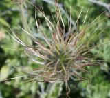 Pulsatilla violacea