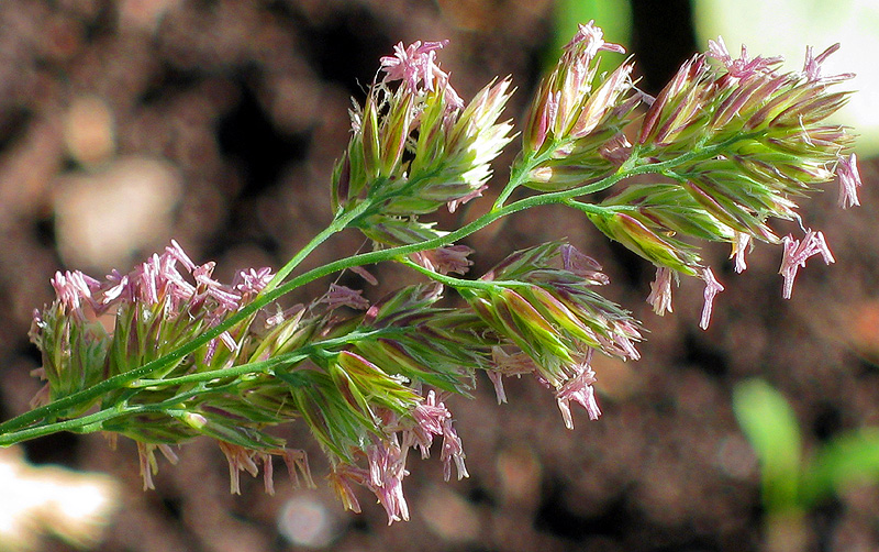 Изображение особи Dactylis glomerata.