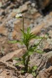 Viola arvensis. Цветущее растение. Ставропольский край, Бештаугорский заказник, на скальном выступе. 04.05.2014.