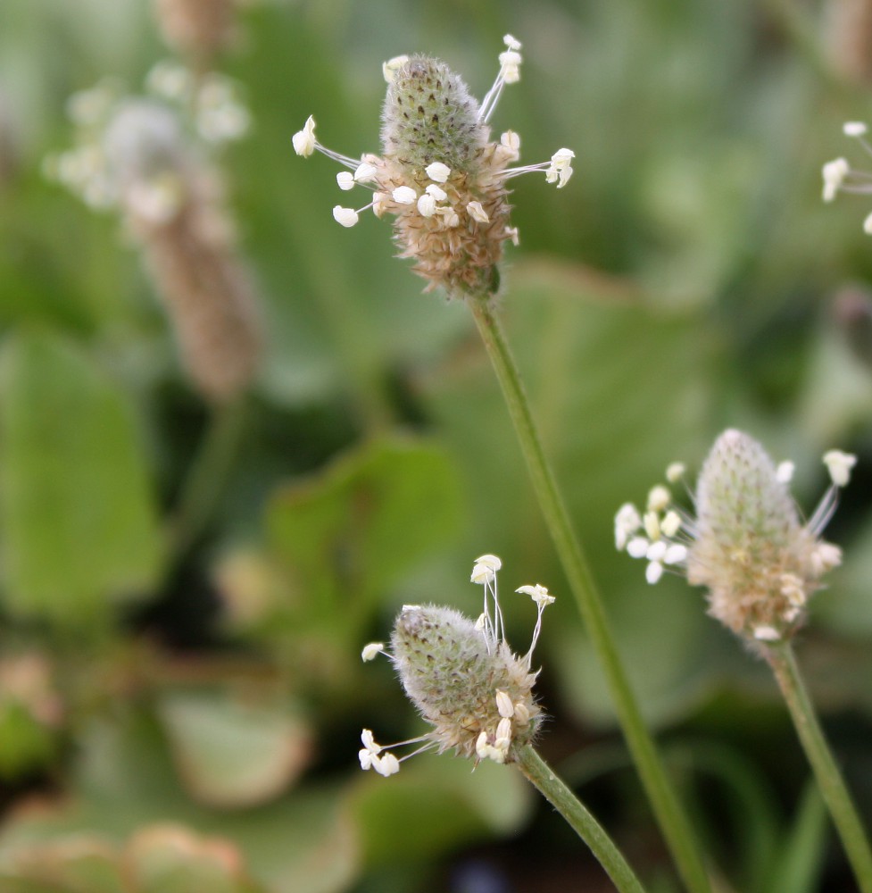 Изображение особи Plantago lagopus.