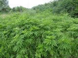 Sambucus ebulus