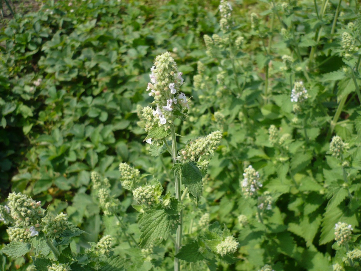 Изображение особи Nepeta cataria.