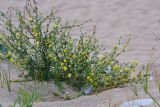 Verbascum pinnatifidum