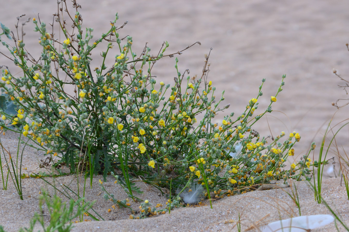 Image of Verbascum pinnatifidum specimen.