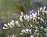 Limonium scoparium. Часть соцветия. Крым, Карадагский заповедник, Биостанция, степной участок. 5 августа 2014 г.