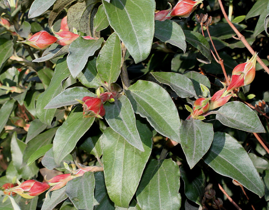 Изображение особи Cistus laurifolius.