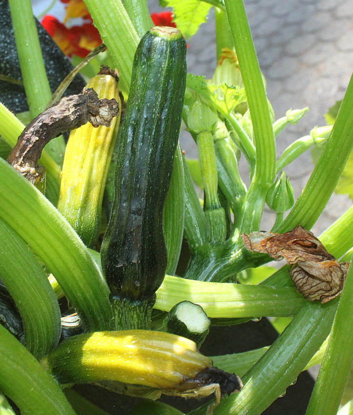 Image of Cucurbita pepo specimen.
