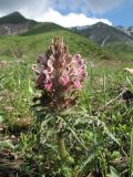 Pedicularis olgae. Цветущее растение. Южный Казахстан, хр. Таласский Алатау, запов. Аксу-Джабаглы, ущ. Улькен-Каинды, 1900 м н.у.м. 30 мая 2012 г.