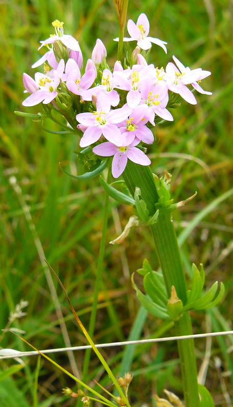 Image of Centaurium erythraea specimen.