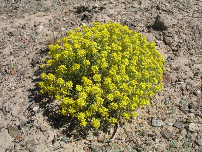 Image of Odontarrhena obovata specimen.