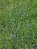 Symphyotrichum subulatum