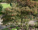 Enkianthus campanulatus. Плодоносящее растение. Германия, г. Дюссельдорф, Ботанический сад университета. 05.09.2014.
