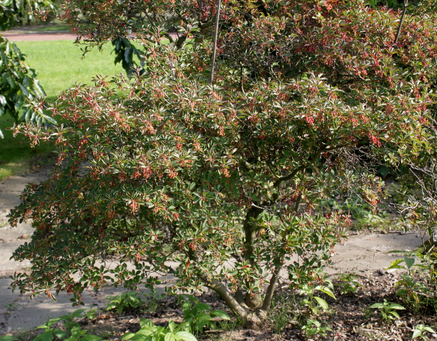 Изображение особи Enkianthus campanulatus.