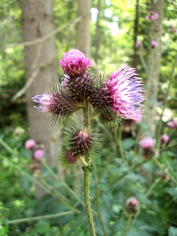 Image of Cirsium waldsteinii specimen.