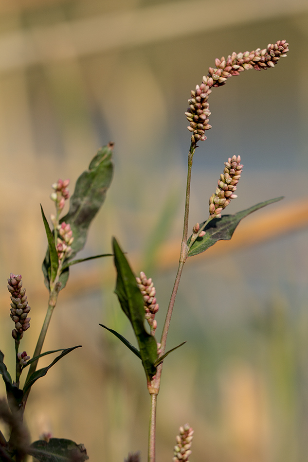 Изображение особи Persicaria maculosa.