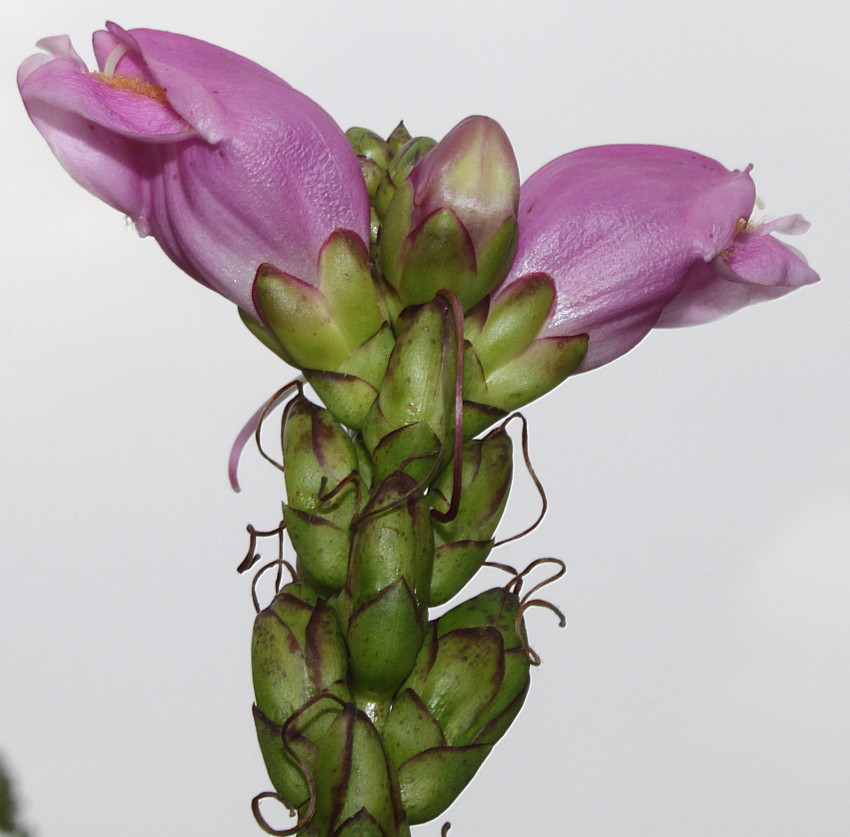 Image of Chelone obliqua specimen.