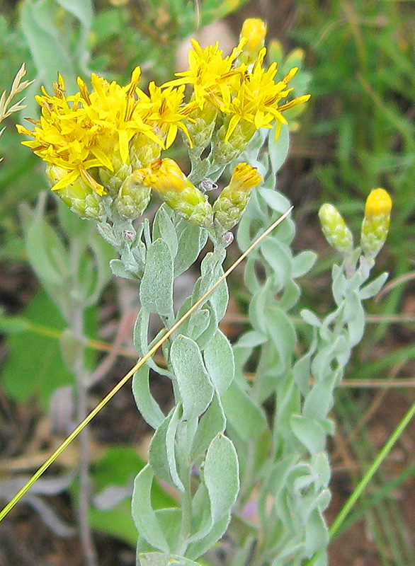 Image of Galatella villosa specimen.
