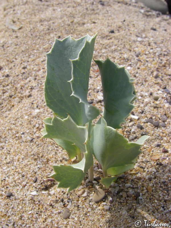 Image of Eryngium maritimum specimen.