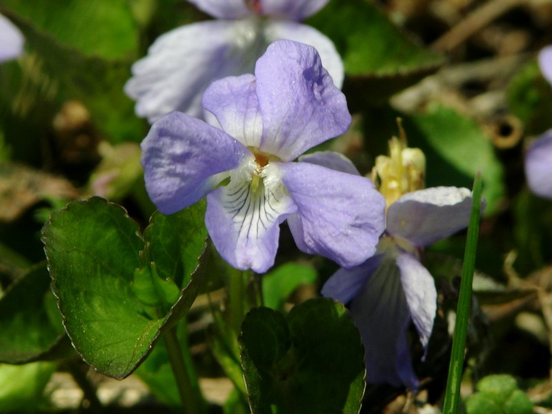 Изображение особи Viola sacchalinensis.