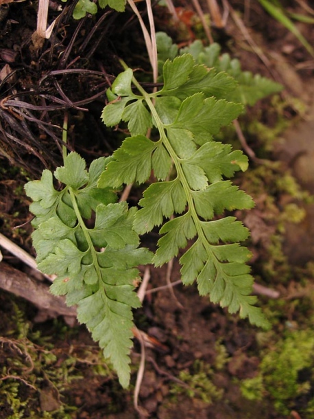 Изображение особи Asplenium adiantum-nigrum.