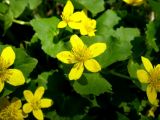 Caltha sibirica