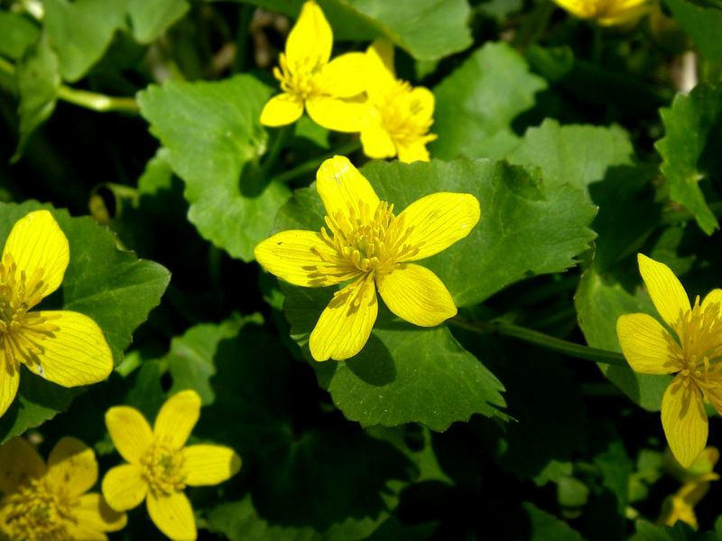 Изображение особи Caltha sibirica.